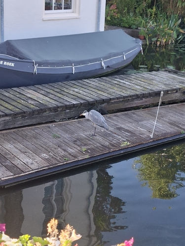 Grey Heron