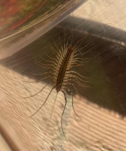 House Centipede