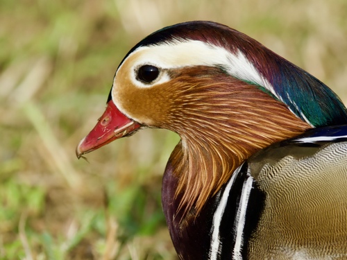 Mandarin Duck