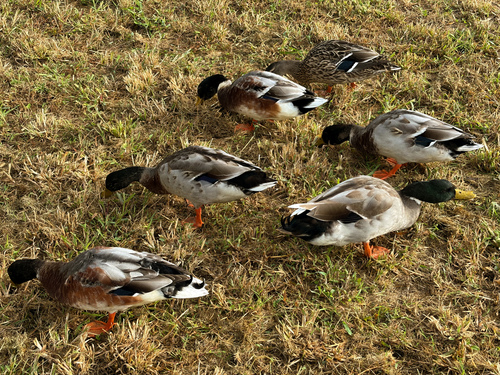 Mallard
