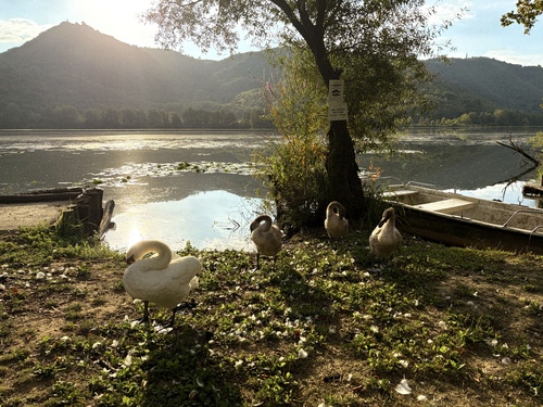 Mute Swan