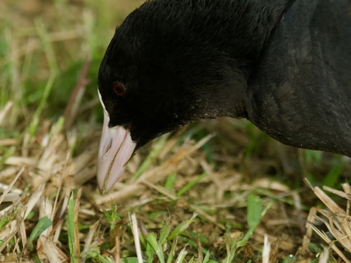 Eurasian Coot