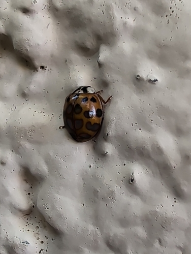 Asian Lady Beetle