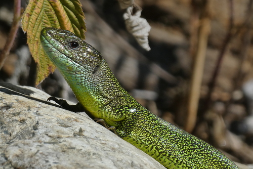 Western Green Lizard