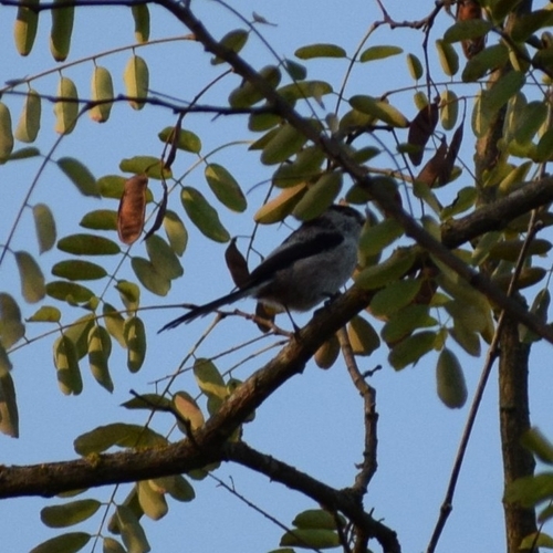 Long-tailed Tit