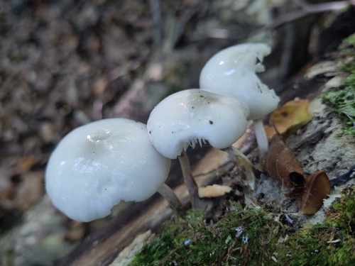 porcelain mushroom