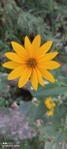 Jerusalem artichoke
