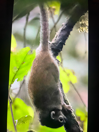 Jentink's Squirrel