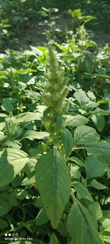 Redroot Amaranth