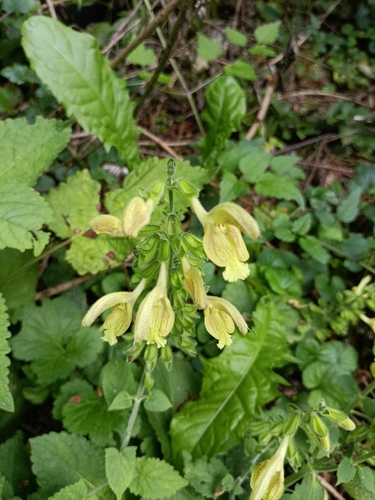 Sticky Sage