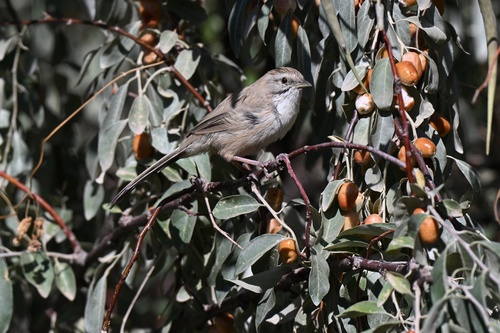 Tarim Babbler