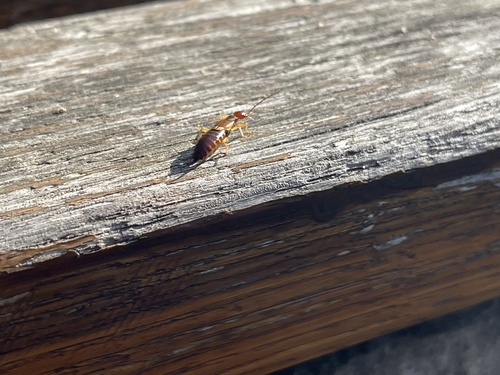 European Earwig