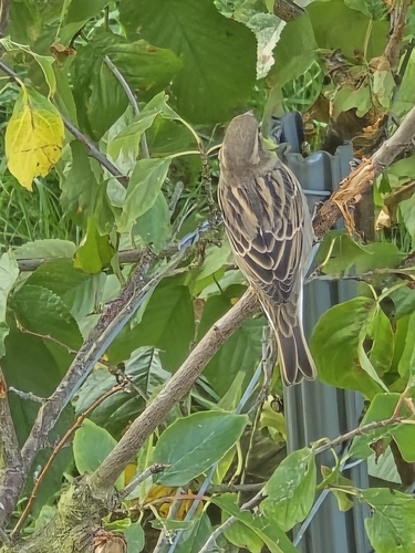 House Sparrow