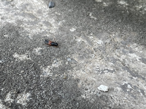 Platydracus stercorarius