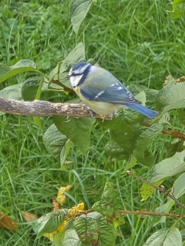 Eurasian Blue Tit