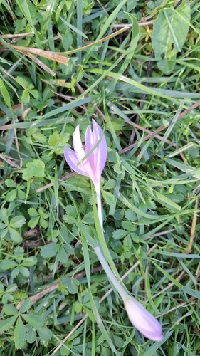 Autumn Crocus