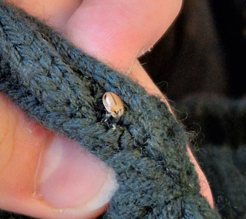 Larch Lady Beetle