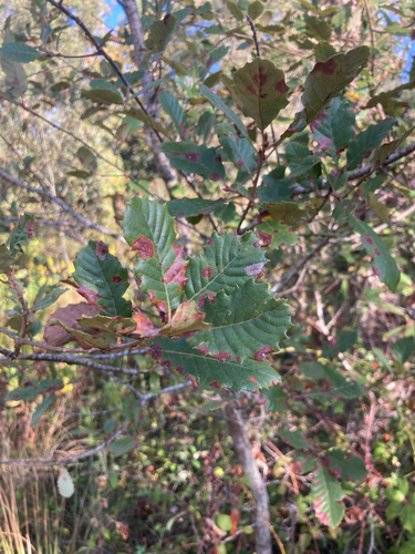 Portuguese oak