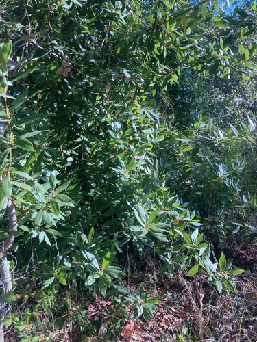 Bay laurel
