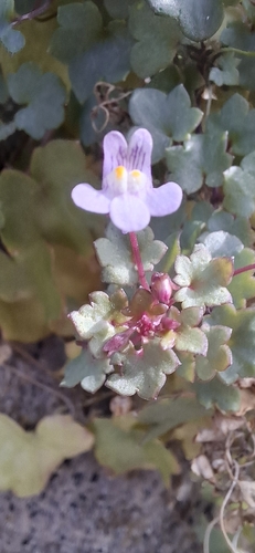 Ivy-leaved toadflax