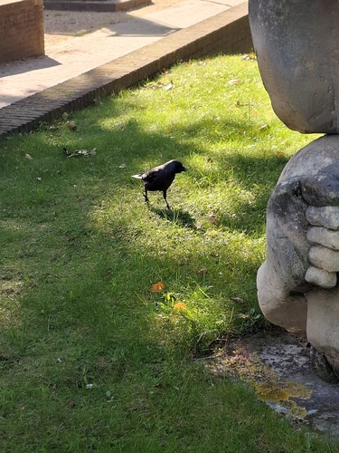 Eurasian Jackdaw