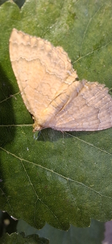 Yellow Shell Moth