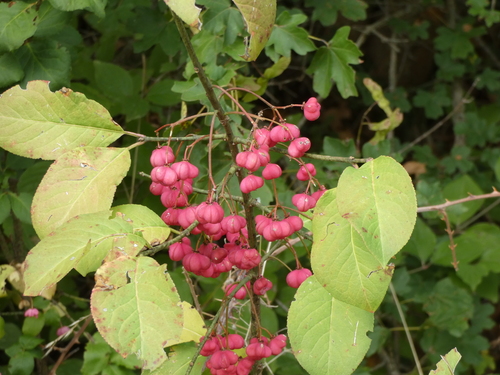 Spindle