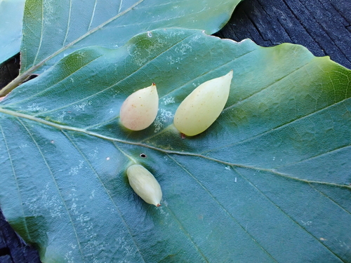 Beech Gall Midge
