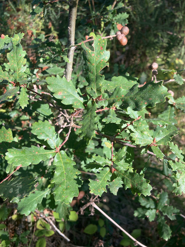 Quercus estremadurensis