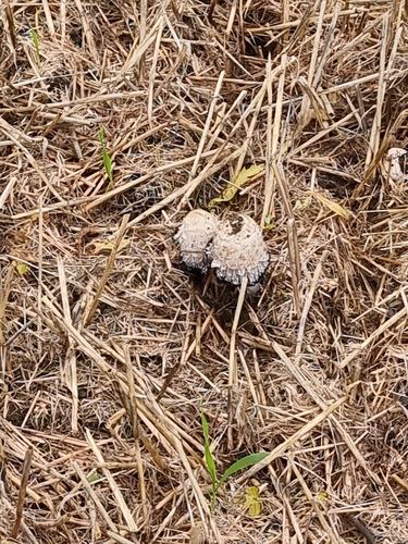 Shaggy Mane