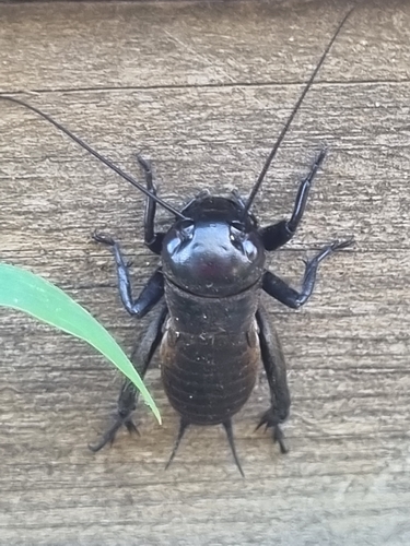 European Field Cricket