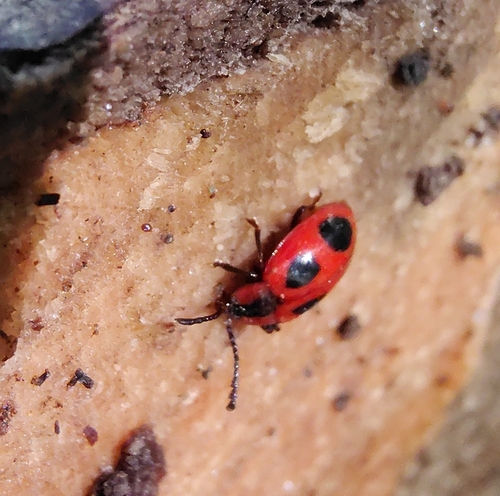 False Ladybird
