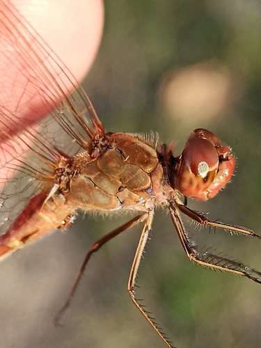 Southern Darter