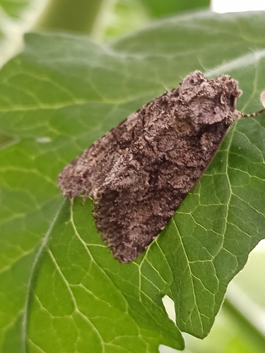Brindled Green