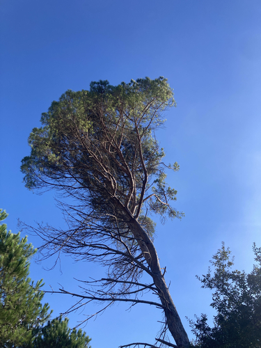 Stone pine
