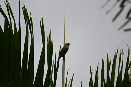 Scaly-breasted Munia