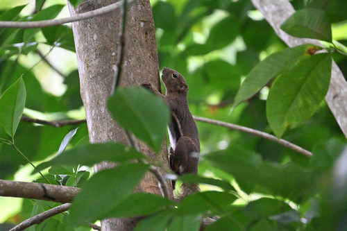 Plantain Squirrel