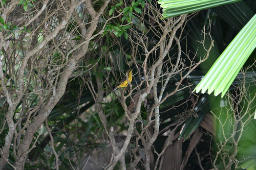 Ornate Sunbird