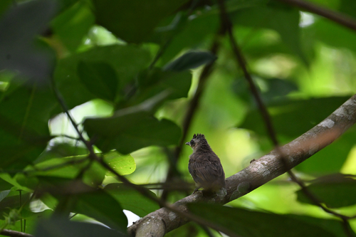 Yellow-vented Bulbul