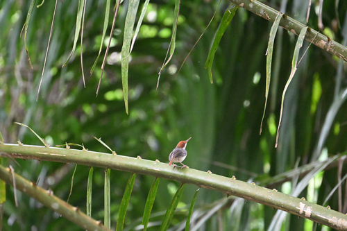 Rufous-tailed Tailorbird