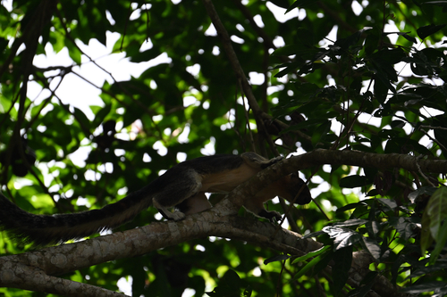 Pale Giant Squirrel