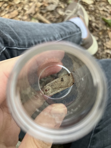 Large Yellow Underwing