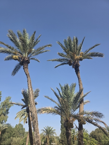 Date Palm