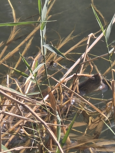 Mediterranean Turtle