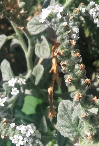 European heliotrope