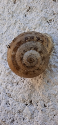 Chocolate-band Snail