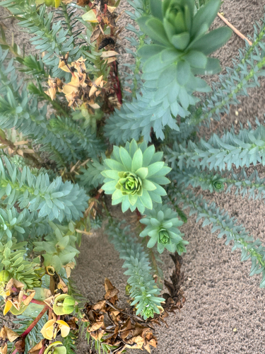 Sea Spurge