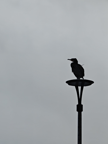 Great Cormorant
