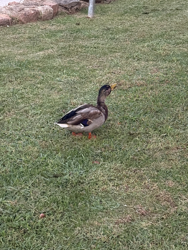 Mallard