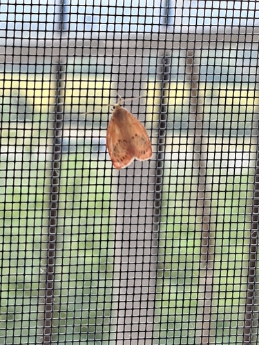 Rosy Footman